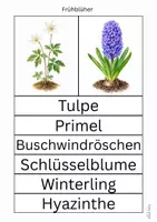 Vorschau - Arbeitsblätter - Frühblüher - Seite 3