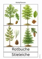 Vorschau - Arbeitsblätter - Waldpflanzen - Seite 1