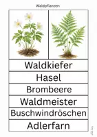 Vorschau - Arbeitsblätter - Waldpflanzen - Seite 3