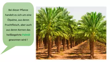 Vorschau - Stundenentwürfe - Palmöl - das grüne Gold - Seite 3