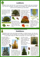 Vorschau - Unterrichtsreihen - Der Wald - Unterrichtsreihe / Lerntheke - Seite 2