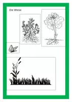 Vorschau - Arbeitsblätter - Wiese - mehr als nur Gras - Seite 1