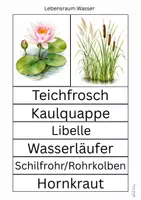 Vorschau - Arbeitsblätter - Lebensraum Wasser - Seite 3