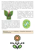 Vorschau - Arbeitsblätter - Das Blatt der Pflanze (Gewebebau) - Seite 2