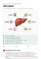 Vorschau - Stundenentwürfe - Die Leber – Biologie Arbeitsheft Klasse 7-9 PLUS Stundenentwurf - Seite 1