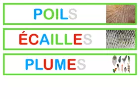 Aperçu - Apprentissages en autonomie - Atelier autonome : poils / plumes / écailles (images à classifier, inspiration montessori) - Page de couverture