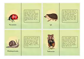 Vorschau - Spiele - Wiesentiere: Lesekettenrätsel "Wer bin ich?" (Klassenspiel) - Sachunterricht - Kl. 2/3 - Seite 2