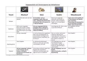 Vorschau - Arbeitsblätter - Sinnesorgane - Wirbeltiere Anpassungen bei Tieren - Seite 1
