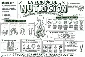 Vista previa - Hojas de trabajo - La función de nutrición | Mapa visual bilingüe (castellano + valenciano) | Ciencias Naturales 6º Primaria. - Portada