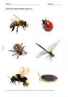 Vorschau - Bildkarten - Bildkarten: Insekten betrachten - Seite 1