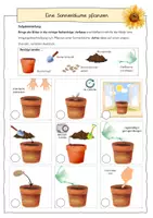 Vorschau - Arbeitsblätter - differenzierte Vorgangsbeschreibung - Sonnenblume pflanzen (Deutsch, Klasse 5-7) - Seite 2
