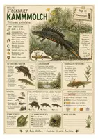 Vorschau - Experimente - Kammmolch – kostenloses Materialpaket für Sachunterricht & Naturbildung Bella Wildherz - Deckblatt