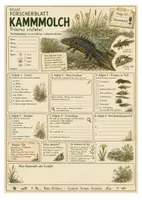 Vorschau - Experimente - Kammmolch – kostenloses Materialpaket für Sachunterricht & Naturbildung Bella Wildherz - Seite 1