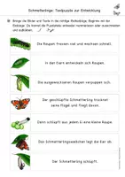 Vorschau - Arbeitsblätter - Schmetterlinge: Entwicklung / Lebenszyklus (Arbeitsblatt) - Seite 2
