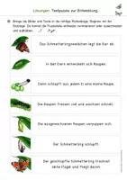 Vorschau - Arbeitsblätter - Schmetterlinge: Entwicklung / Lebenszyklus (Arbeitsblatt) - Seite 3