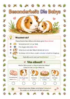 Vorschau - Stationenlernen - Alles rund um das Meerschweinchen - Wissens- & Mitmachheft (Kita – 1. Klasse) - Seite 3