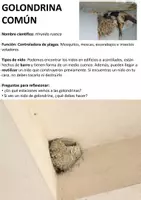 Vista previa - Fichas informativas / Documentos de lectura - Indentificación de aves y nidos - página 1