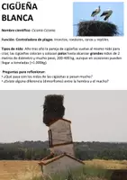 Vista previa - Fichas informativas / Documentos de lectura - Indentificación de aves y nidos - página 2