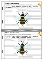 Vorschau - Arbeitsblätter - Mini-Heft HSU - Bienen und Insekten (3./4.Klasse) - Seite 3