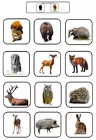 Vorschau - Arbeitsblätter - Klettmappe: Tiere im Wald und ihre Schatten/ Paare finden(TEACCH) - Seite 1
