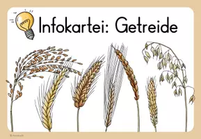 Vorschau - Arbeitsblätter - Getreide - Infokartei und Steckbriefe - Seite 2