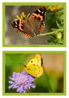 Vorschau - Arbeitsblätter - der Schmetterling Sachunterricht Klasse 1 & 2 differenziert - Seite 3