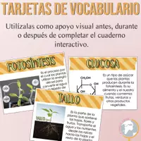 Vista previa - Tarjetas / Manipulativos - Fotosíntesis Cuaderno interactivo de vocabulario - página 3
