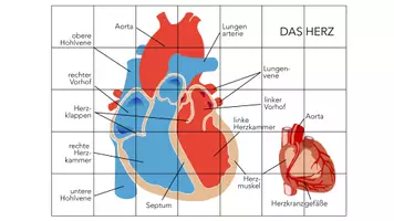Vorschau - Spiele - Herz Anatomie – Puzzle - Seite 2