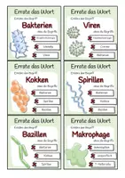 Vorschau - Spiele - Immunsystem - Errate das Wort-Spiel - Seite 2