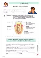 Vorschau - Arbeitsblätter - Lernwerkstatt Gesundheit - Zähne | Biologie Sekundarstufe Klasse 5-7 | Zahnarzt, Nahrungsaufnahme, Verdauung | differenzierte Arbeitsblätter, Kopiervorlagen, Freiarbeit mit Lösungen - Seite 3