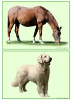 Vorschau - Poster - Bild und Wortkarten Farm Animals - Deckblatt