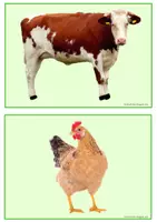 Vorschau - Poster - Bild und Wortkarten Farm Animals - Seite 3