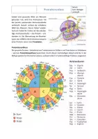 Vorschau - Arbeitsblätter - Grundlagen der Genetik: Proteinbiosynthese mit Lösung - Seite 2