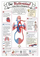 Vorschau - Arbeitsblätter - Materialpaket: Lernen mit Sketchnotes Biologie Klasse 5 - Seite 3