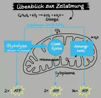 Vorschau - Videos - Überblicksvideo zur Zellatmung - Deckblatt