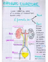 anteprima - Materiale di supporto/inclusione - Quaderno di Scienze per la 2ª Media: Chimica, Cellula e Corpo Umano - Appunti manoscritti, schematizzati e illustrati- - Pagina 3