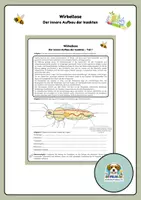 Vorschau - Arbeitsblätter - Der innere Aufbau der Insekten - Deckblatt