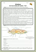 Vorschau - Arbeitsblätter - Der innere Aufbau der Insekten - Seite 1