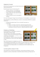 Vorschau - Arbeitsblätter - Klettmappe: Vom Ei zum Schmetterling (Schwalbenschwanz) - Seite 1