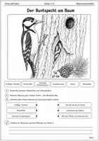 Vorschau - Arbeitsblätter - Tiere im Lebensraum Lernmalbuch Klasse 5–6 - Seite 3