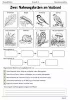 Vorschau - Arbeitsblätter - Nahrungsketten Lernmalbuch Klasse 5–6 - Seite 3