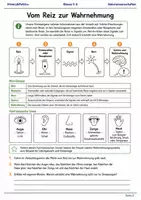 Vorschau - Arbeitsblätter - Naturwissenschaften Minibundle Klasse 5–6 - Seite 2