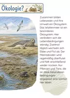 Vorschau - Arbeitsblätter - Lebensraum Wattenmeer/Ökologie – Booklet, inkl. Arbeitsmaterial Biologie Klasse 4–6 - Seite 3