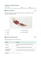 Vorschau - Stundenentwürfe - Biologie: Die Muskulatur - Klasse 5/6 - Seite 3