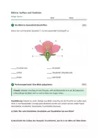 Vorschau - Stundenentwürfe - Biologie: Blüten: Aufbau und Funktion - Klasse 5/6 - Seite 3
