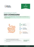 Vorschau - Stundenentwürfe - Biologie: Dünndarm - Klasse 5/6 - Deckblatt