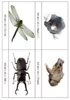 Vorschau - Bildkarten - Lesekartei: Tiere auf der Wiese (Silbenschrift, sehr einfach) - Seite 3