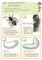 Vorschau - Arbeitsblätter - Biene AB04 - Seite 3