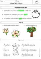 Vorschau - Arbeitsblätter - Apfel Arbeitsblatt | zum Leseheft | Klasse 1 & 2 | differenziert - Seite 2