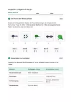 Vorschau - Stundenentwürfe - Biologie: Wirbeltiere - Amphibien - Klasse 5/6 - Seite 3